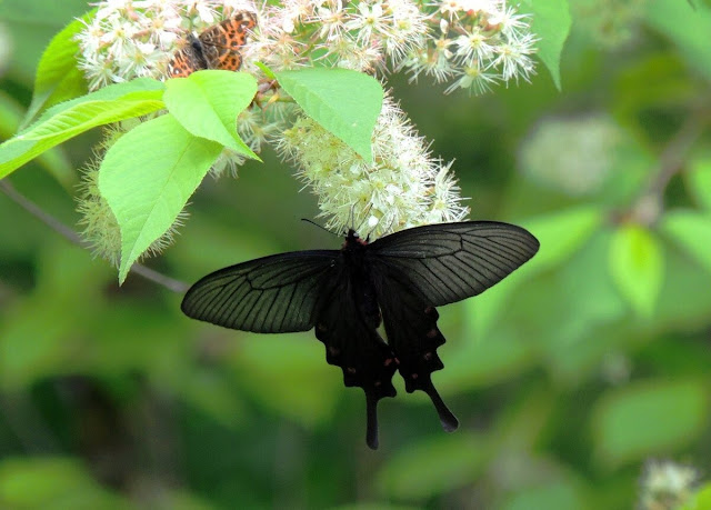 Бабочка алкиной (Atrophaneura alcinous, =Byasa alcinous)