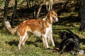 Dog´s Trekking 5 (72_1) (9)
