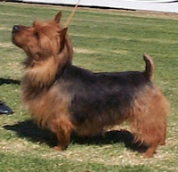 Australian Terrier photo