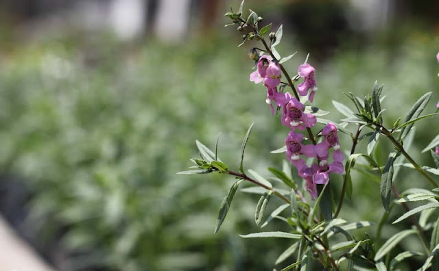 Angelonia Flowers Pictures