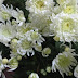 All the gardening books are adamant,Chrysanthemum cuttings ..?