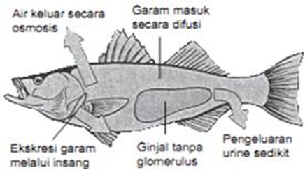 ikan air tawar