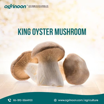 Oyster mushroom logs