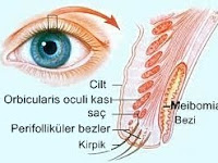 Göz Kapağında Yağ Bezesi Ve Tedavisi