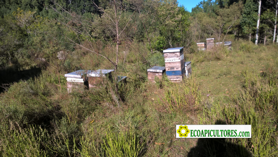 Miel pura y natural Ecoapi Libre de Glifosato