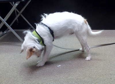 Freckles the Dog at Work with Treats