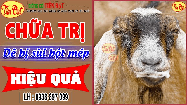 Cách chữa trị dê bị sùi bọt mép đơn giản