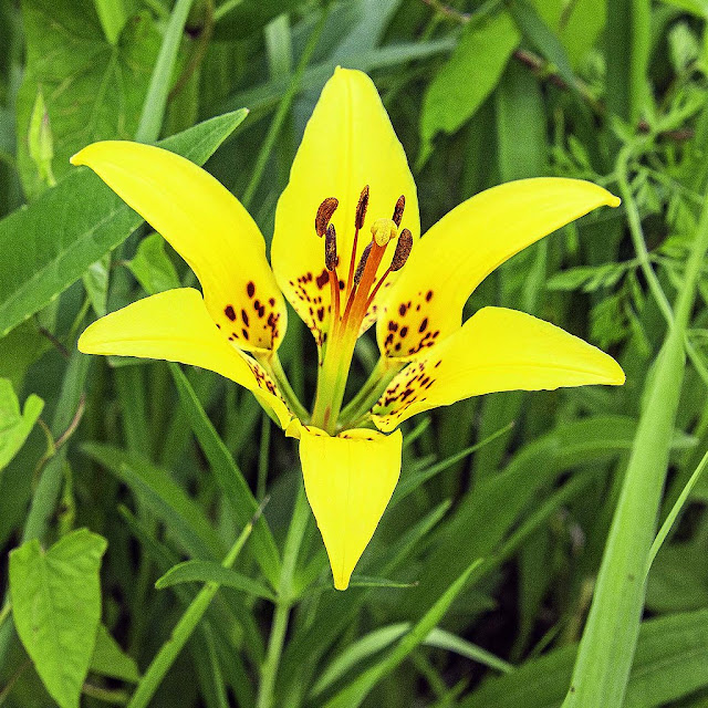 Лилия филадельфийская (Lilium philadelphicum)