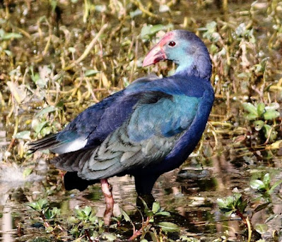 Purple Swamphen