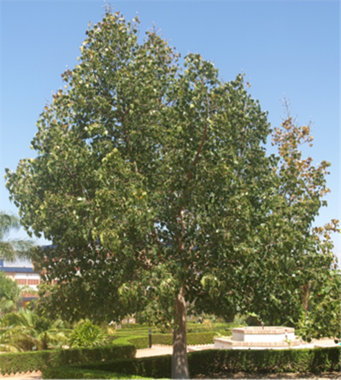 Un árbol viejo. Las plantas con flor no viven mucho en comparación con otros linajes, pero el higo de Sri Lanka muestra el potencial de longevidad de un ser vivo.