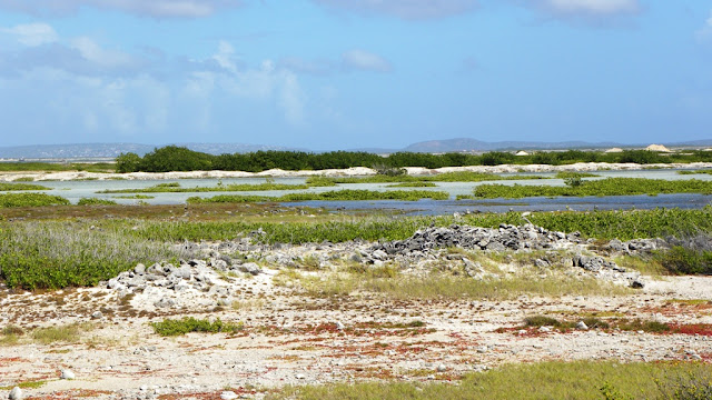 Salt Fields Bonaire