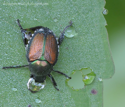 Japanese Beetle taking a drink of water, Robert Rafton