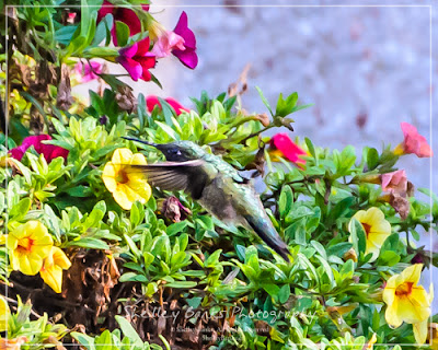 Ruby-throated Hummingbird. Copyright © Shelley Banks, all rights reserved.