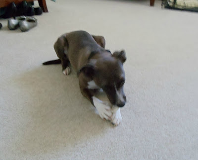 Daisy chewing on her Bone