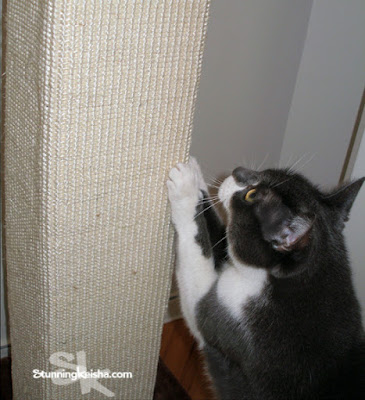 Why You Should Invest in a Scratching Post Rather Than Declaw Your Cat #ChewyInfluencer