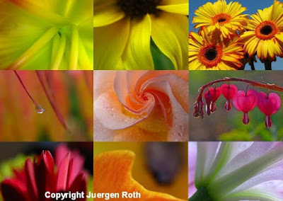 http://juergen-roth.artistwebsites.com/art/all/all/all/flowers