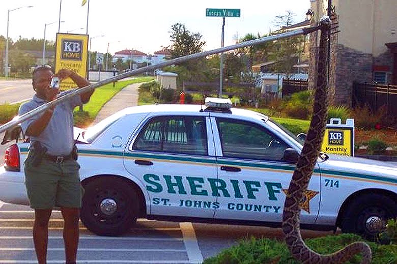 Biggest Eastern Diamondback Rattlesnake