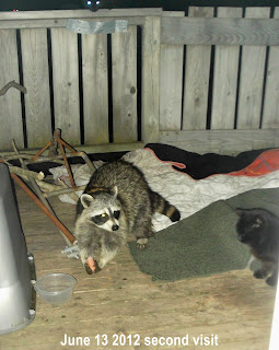 raccoon with weiner on patio