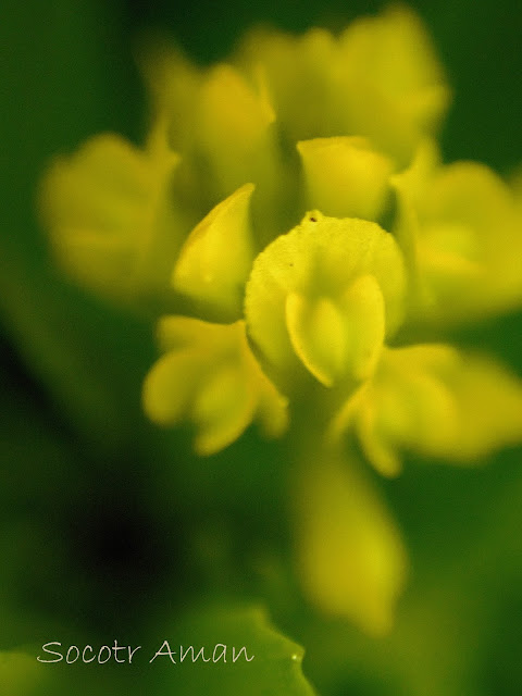 Trifolium dubium