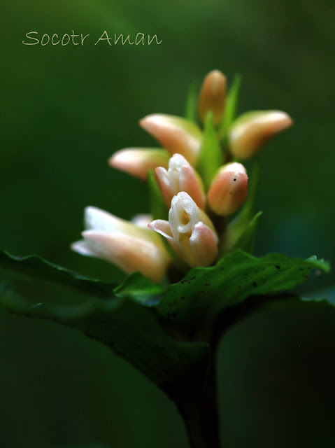 Goodyera foliosa