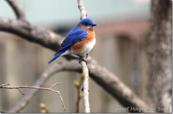 Bluebird5