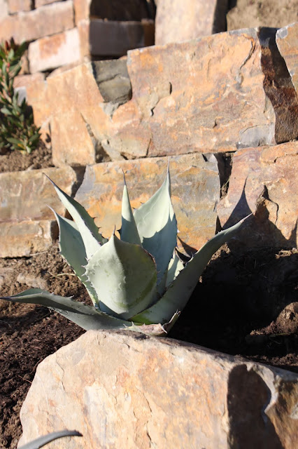 Agave "Durango" in the morning sun