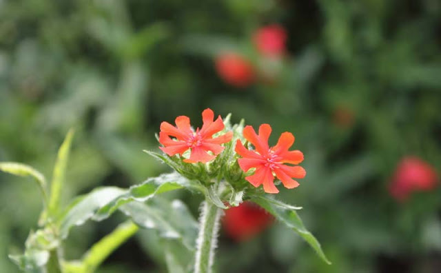 Maltese Cross Flowers Pictures