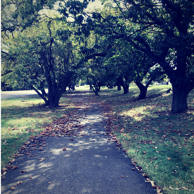 trees on a street