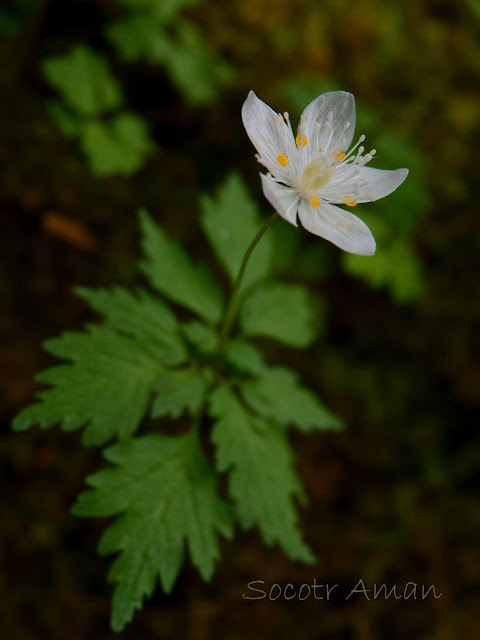 Delphinium anthriscifolium