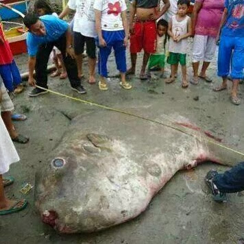 GEMPAR!!! Gambar Ikan Pelik Dan Besar Muncul Di Sabah [SAKSIKAN...]