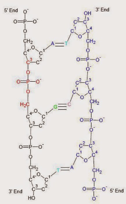 Manfaat Penting DNA