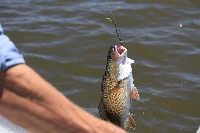 Buenas prácticas para el Captura y Suelta I - El Anzuelo - Hay Pesca!