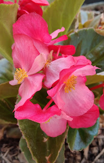 flor begonia