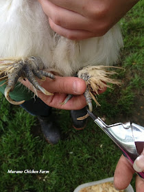 Cutting chickens toenails