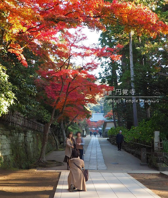 円覚寺の紅葉