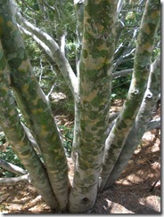P5270040