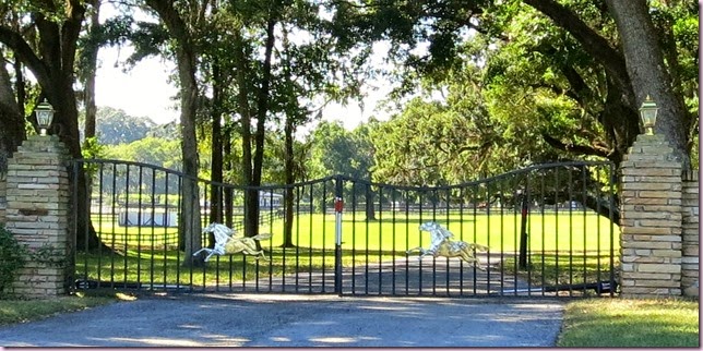 horsefenceIMG_9486