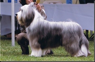 Stanley_Regional_ShowRing2