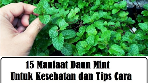 15 Manfaat Daun Mint Untuk Kesehatan dan Tips Cara Mengolahnya