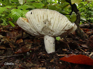 Russula aeruginea IMG14425