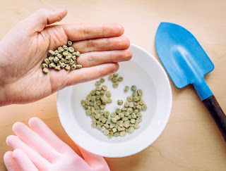 soak thyme seeds