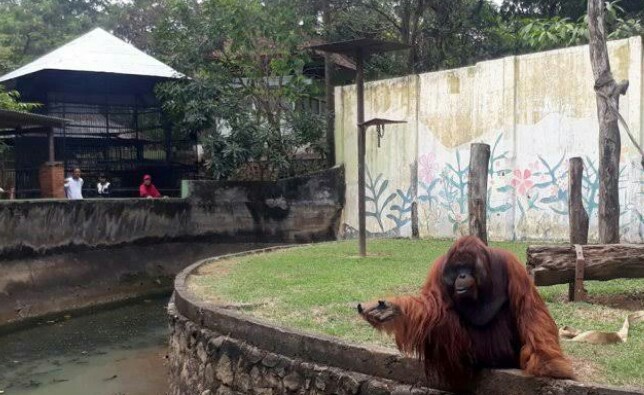 11 Foto Bonbin Mangkang Semarang Harga Tiket Masuk Lokasi Semarang Zoo Update 2021 Jejak Kenzie