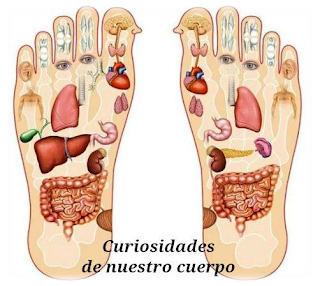 CURIOSIDADES DE NUESTRO CUERPO