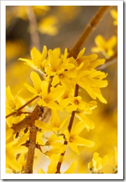 yellow bush