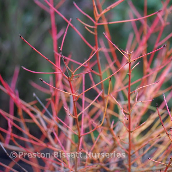 Cornus Midwinter Flower