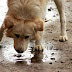 Calor intenso: ONG de Cruz das Almas alerta para os cuidados com os animais que vivem nas ruas