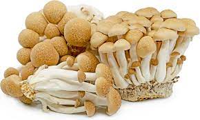 Mushroom Cultivation Training In Osmanabad | Mushroom Training In Osmanabad | Mushroom Farm Business in Osmanabad