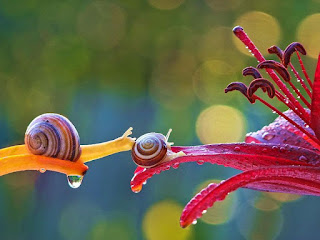 Vyacheslav Mishchenko, fotografía macro, caracoles