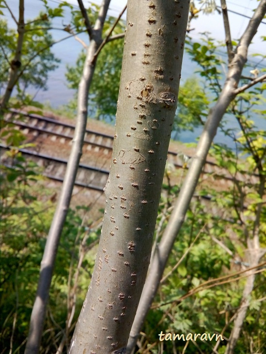 Маакия амурская (Maackia amurensis)