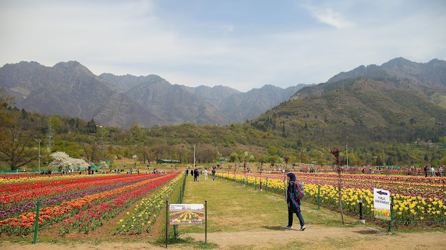 Kashmir Tulip Garden Travel Landscape Photography